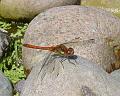 2008-0807_Red_Darter_1500_23,7C